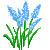 Grape hyacinth #106917 Grape hyacinth #106917