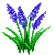 Grape hyacinth #107404 Grape hyacinth #107404