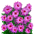 Rice button aster #56858