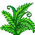 Visit my Male fern in Flowergame!