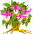 Visit my Fuchsia in Flowergame!
