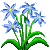 Visit my Siberian Squill in Flowergame!
