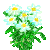 Visit my Ox-eye daisy in Flowergame!