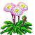 Visit my Common Daisy in Flowergame!