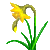 Visit my Daffodil in Flowergame!