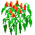 Visit my Siberian pepper in Flowergame!
