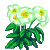Visit my Christmas rose in Flowergame!