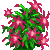 Visit my Christmas cactus in Flowergame!