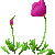 Visit my California Poppy in Flowergame!