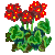 Visit my Geranium in Flowergame!