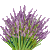 Visit my Lavender in Flowergame!