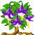 Visit my Fuchsia in Flowergame!