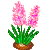 Visit my Hyacinth in Flowergame!