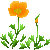 Visit my California Poppy in Flowergame!
