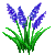 Visit my Grape hyacinth in Flowergame!