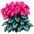Visit my Cyclamen in Flowergame!