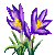 Visit my Crocus in Flowergame!