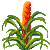 Visit my Tillandsia in Flowergame!