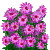 Visit my Rice button aster in Flowergame!