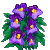 Visit my Pansy in Flowergame!