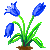 Visit my Tulip in Flowergame!