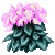 Visit my Cyclamen in Flowergame!