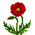 Visit my Corn-poppy in Flowergame!