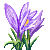 Besuche meinen Krokus in Flowergame!