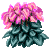 Visit my Cyclamen in Flowergame!