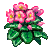 Besuche meinen Usambaraveilchen in Flowergame!