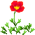 Besuche meinen Kalifornischer Mohn in Flowergame!