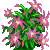 Visit my Christmas cactus in Flowergame!