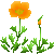 Besuche meinen Kalifornischer Mohn in Flowergame!