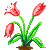 Besuche meinen Tulpe in Flowergame!