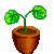 Visit my Nasturtium in Flowergame!