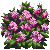 Besuche meinen Winter-Daphne in Flowergame!