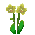 Besuche meinen Nachtfalter-Orchidee in Flowergame!