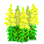 Visit my Common snapdragon in Flowergame!